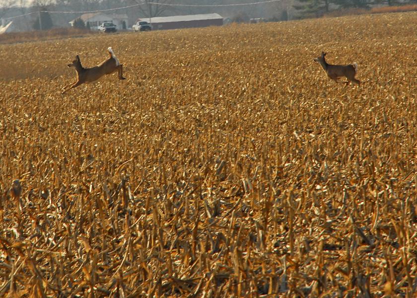 Unspoken Truths About Pests Deer Damage in Crop Fields Ag